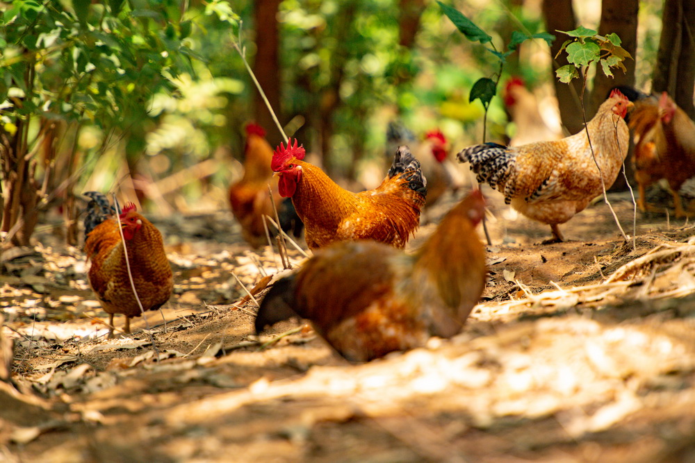 開放式養(yǎng)雞場 黃嘉標(biāo)攝.jpg